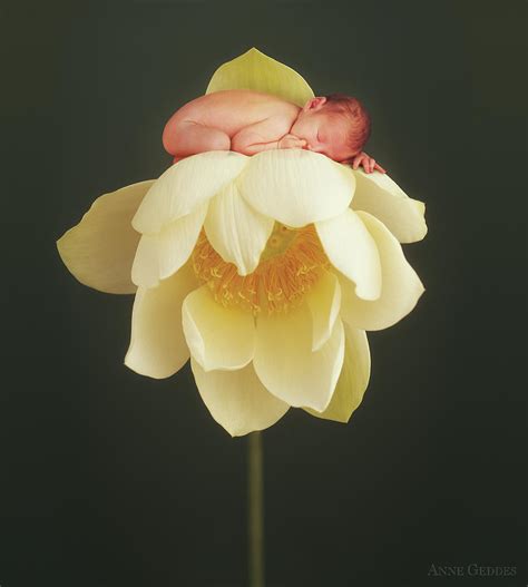 Lotus Bud Photograph By Anne Geddes Fine Art America