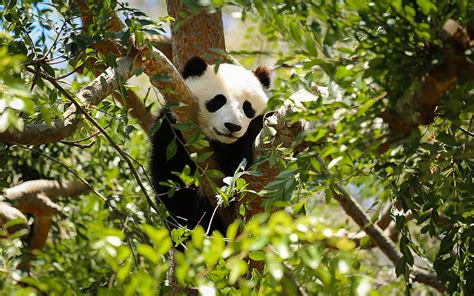 1920x1080px 1080p Free Download Panda On A Tree Wildlife Panda