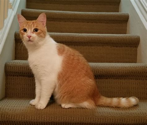 Our cat mykah, or mike, hasn't come home in a week. Found Cat - Orange Tabby with White Shorthair *unsure of ...