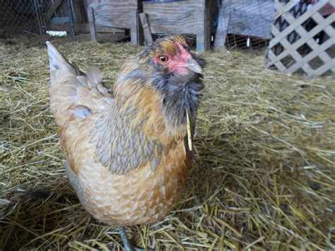 Araucana Ameraucana Or Easter Egger Backyard Chickens Learn How To Raise Chickens