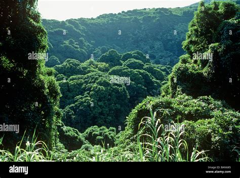 Tropical Foliage Of Rainforest Island Of Maui State Of Hawaii Usa Stock