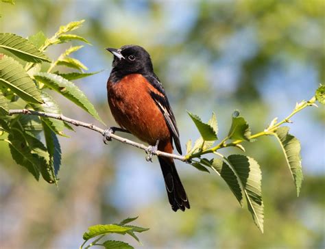 7 Types Of Birds That Look Like Robins Birds And Blooms