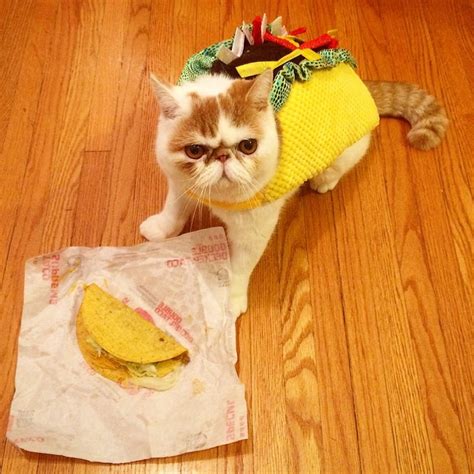 Dogs And Cats Wearing Taco Costumes Riot Fest