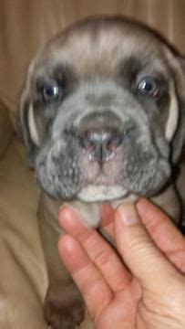 Check spelling or type a new query. Litter of 6 Cane Corso puppies for sale in ROCHESTER, NY ...