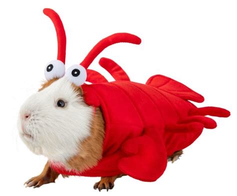 Petsmart Has An Adorable Line Of Guinea Pig Halloween Costumes