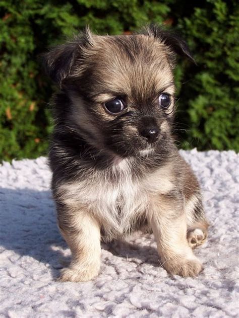 Top 10 Cutest Dog Breeds Around The World Small Puppies