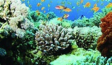 Buccoo Reef, Trinidad & Tobago | Tobago, Trinidad, Underwater world
