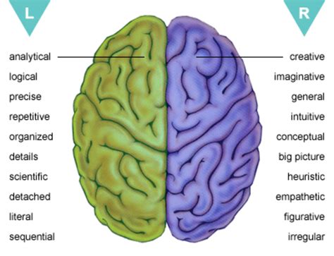 Left Vs Right Brain Which Hemisphere Dominates You Hubpages