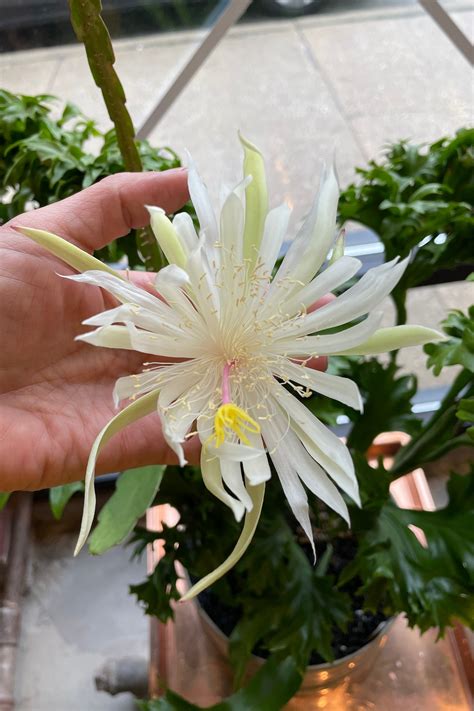 Epiphyllum Oxypetalum Queen Of The Night 6 Sprout Home