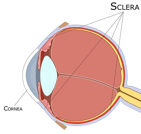 8 Position Of The Cornea And Sclera In The Human Eye Download