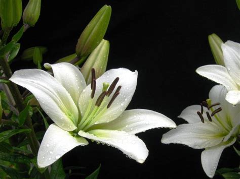 15 Gambar Bunga Lili Putih Atau White Lily Paling Cantik Dan Banyak Disukai