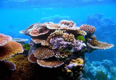 Ocean Acidification Is Stunting The Growth Of Natural Coral Reefs Utah People S Post