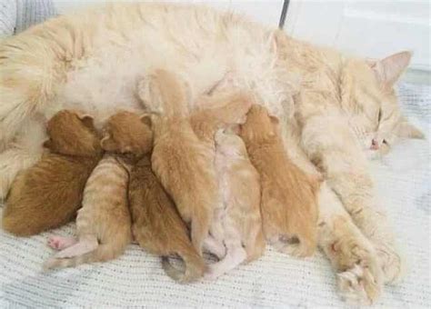 Pregnancy And Birth Of Maine Coon Cats Maine Coon Kittens For Sale