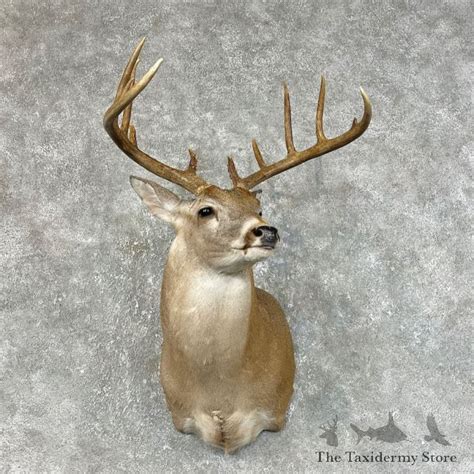 Whitetail Deer Shoulder Mount For Sale 25469 The Taxidermy Store