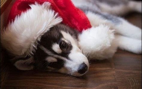 Pin By Caroline Réal On A Toasty Winter And Christmas Baby Huskies Dog