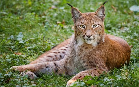 Lynx Wallpapers Hd Desktop And Mobile Backgrounds