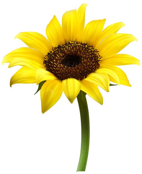 Beautiful Sunflower Transparent Png Clip Art Image Clip Art Library