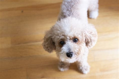 Get To Know This Elegant Small Dog Breed The Toy Poodle