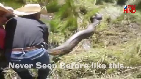 The Oldest Giant Anaconda Caught In Brazil Youtube