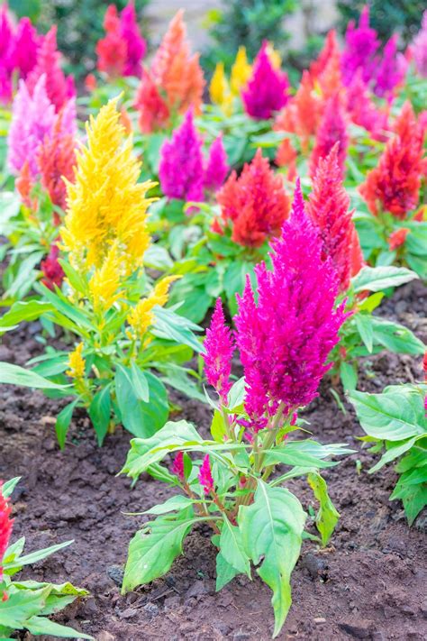 The 15 Best Annual Flowers You Need To Plant In Your Yard Summer