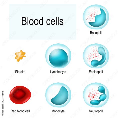 Vetor Do Stock Blood Cells Red Blood Cells Erythrocytes White