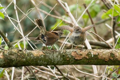 Dunnock Courtship Everything Is Permuted