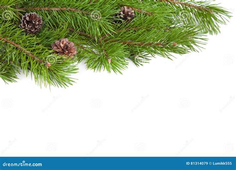 Fresh Green Natural Pine Branches With Cones Stock Image Image Of