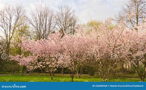 Cherry Blossoms In Berlin In Spring The Cherry Trees Bloom In Full