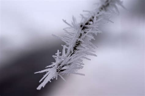 3840x2555 Blur Branch Close Up Cold Focus Freeze Freezing