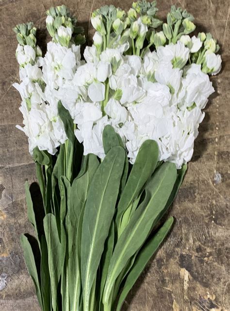 Double Stock White Double Stock Flowers And Fillers Flowers By