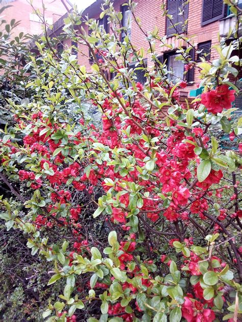 Identification What Is This Shrub With Simple But Attractive Red