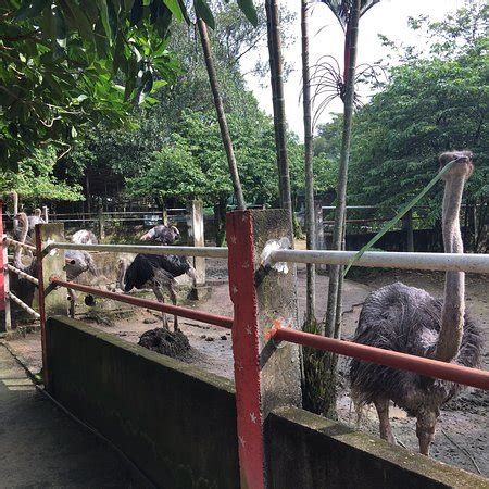 Save port dickson day tour from kuala lumpur to your lists. PD Ostrich Show Farm (Port Dickson) - 2019 All You Need to ...