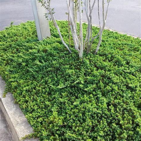 Japanese Evergreen Ground Cover Ground Cover And Shrubs