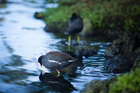 Black Bird With A Red Beak Walks In The Park Stock Photo Image Of