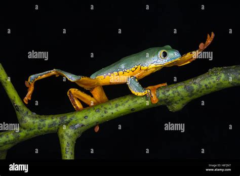 Splendid Leaf Frog Agalychnis Calcarifer Climbing Native To South