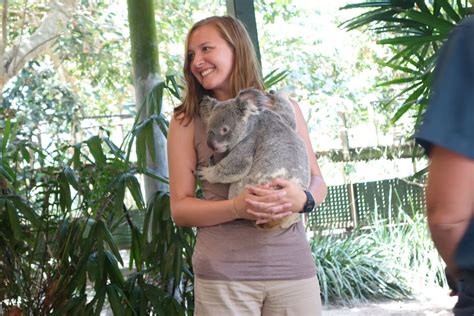 Hand Feeding Kangaroos And Holding Koalas Chase The Horizon Travel Blog
