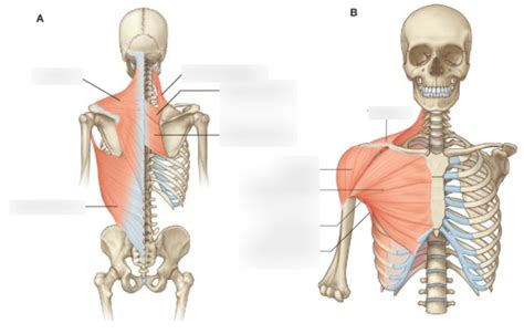 L27 Muscles Acting On Shoulder Diagram Quizlet