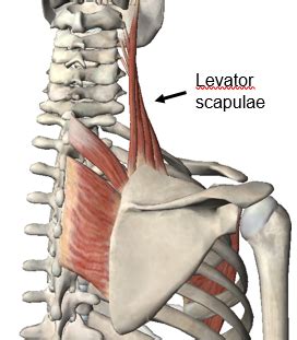 Although many patients who present with painful winging of the scapula find relief with conservative therapy, there exists a subset of this patient population in which such results, unfortunately, are not achieved. Neck Pain - Massage Therapy Connections