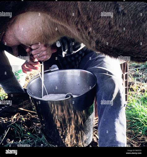 Milking Cow Stock Photo Alamy