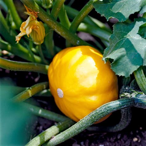 Summer Squash Better Homes And Gardens