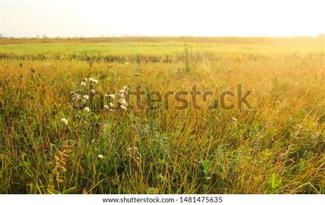 Ukrainian Steppe On Sunrise End Summer Stock Photo Edit Now 1481475635