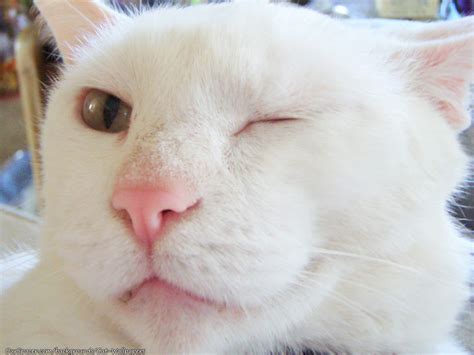 White Cat Winking Wallpapers And Backgrounds For Myspace And Twitter