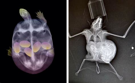 23 Stunning Animal Pregnant X Rays That Are Both Adorable And Scary