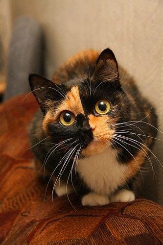 A Calico Cat Sitting On Top Of A Couch Looking At The Camera With An