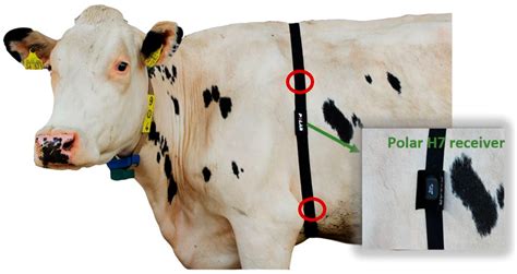 Sensors Free Full Text Recording Heart Rate Variability Of Dairy Cows To The Cloud—why