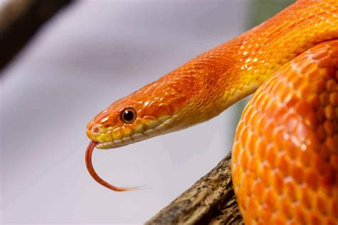 Average Cost Of Pet Snakes With 17 Examples Embora Pets