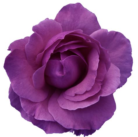 Flower Rose Red Purple Transparent Free Images At Clker
