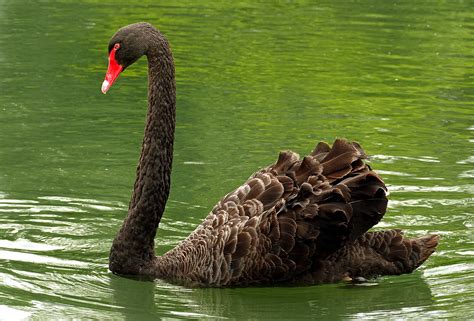 The Black Swan Cygnus Atratus The Black Swan Cygnus Atr Flickr