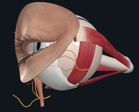 Eye Muscles Innervation Coursemia