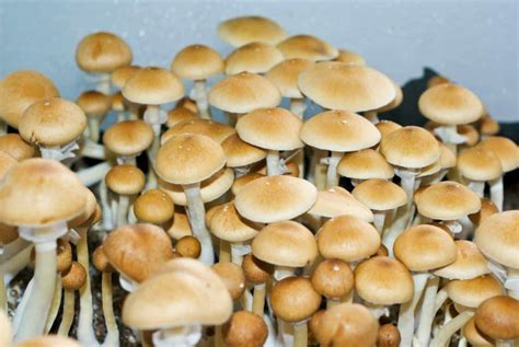 New Psychedelic Mushroom Species Discovered: Psilocybe Germanica - Sociedelic